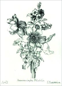 Stampe d’arte: il bulino - ANEMONI