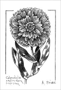 Stampe d’arte: il bulino - CALENDULA MULTIFLORA MAXIMA