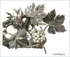 Stampe d’arte: il bulino - CANESTRA DI FRUTTA